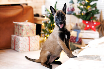 Cute Belgian shepherd puppy sitting near a Christmas tree and looking at camera
