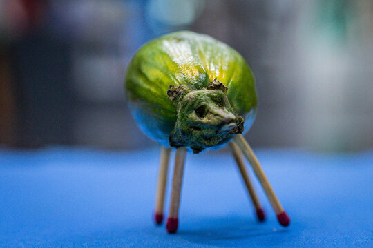 gilo com palito de fosforo