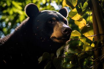Malayan Sun Bear in its natural habitat