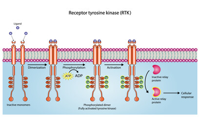 Tyrosine kinase receptor. Dimerization, phosphorylation, activation and cellular response. Cell membrane receptors for ligands as growth factors and cytokines binding. Insulin receptor. vector design