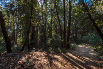 walking trail in forest