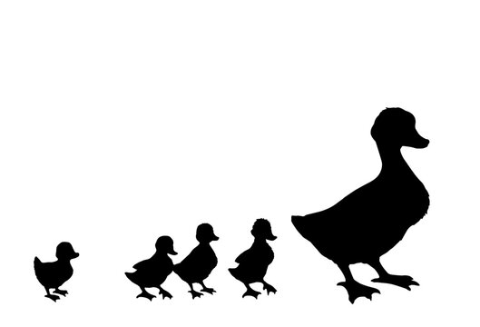 Mother duck with ducklings. Vector outline drawing