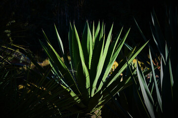 Pequeña palmera 