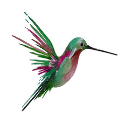 hummingbird