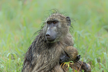 Baboon searching for food in the rain in the green season in the Kruger National Park in South...