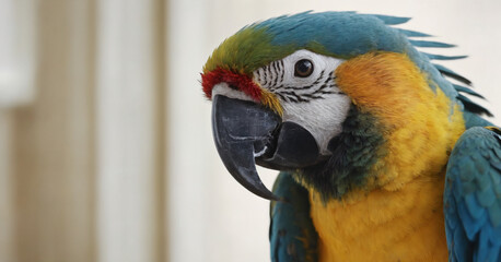 An isolated image of a colorful macaw parrot with vibrant blue and yellow feathers, providing a striking contrast against a clean white background.