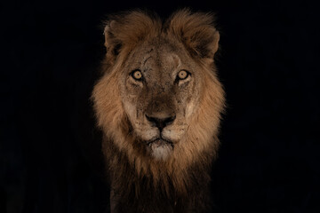 Portrait of a dominant male lion in the spotlight in the dark in a Game Reserve in the Greater...