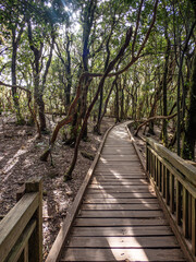 Fototapeta na wymiar Laurel forest in Anaga Rural Park on Tenerife