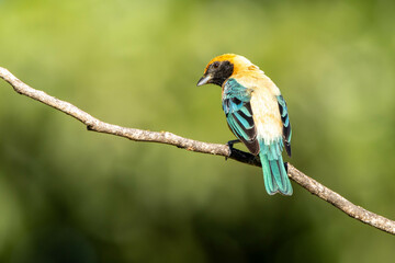 Bird from Brazil. The Burnished-buff Tanager also know as Saira perched on a branch. Species Tangara cayana also known as Saira-amarela. Birdwatching. Birding.