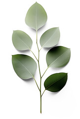 Realistic eucalyptus branch with leaves isolated on transparent background. Generative AI