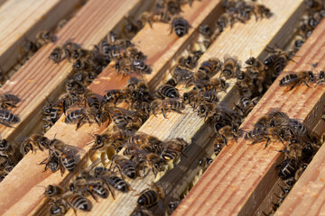 bee colony 