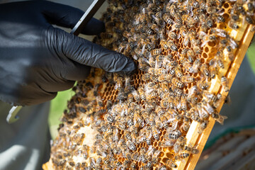 bee colony 