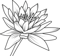 Waterlily  pencil art, Black and white outline vector coloring page, and book for adults and children flowers waterlily, with leaves hand drawn engraved ink illustration artistic design