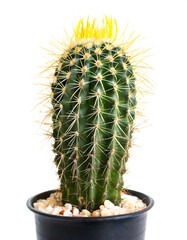 Kaktus Zimmerpflanze isoliert auf weißem Hintergrund, Freisteller 