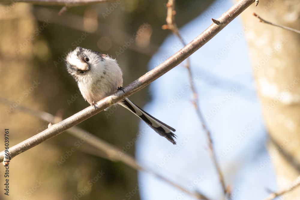 Sticker long tailed tit 