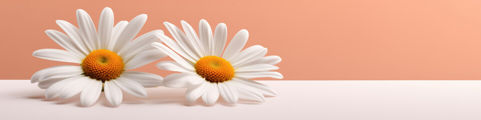 Banner with two daisies on a table, space for text, free space, copy space, table top. White surface and peach background. Camomiles isolated on pink background.