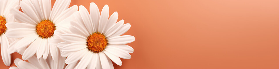 Banner with chamomiles on a peach fuzz background, space for text, free space, copy space. White surface and peach background.  Top view of camomile isolated on orange background.