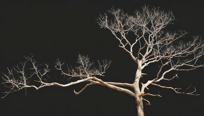 branch of dead tree on white background with clipping path - obrazy, fototapety, plakaty