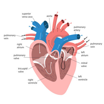 Anatomy of the heart with captions. Internal structure of human organ coloured diagram for education and science