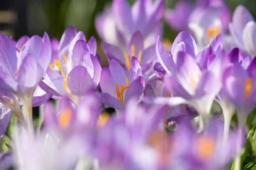 Fotobehang purple spring crocus  © scott