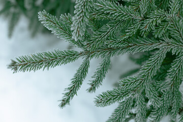 frost on green spruce needles, the green branches of the spruce were covered with frost in the cold