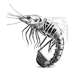 Shrimp sketch hand drawn in doodle style illustration
