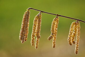 Blüten der Haselnuss-Corylus avellana