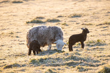 sheep and lambs 