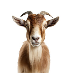 Goat front view isolated on white or transparent background