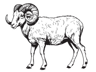 Sheep Ram farm side view hand drawn sketch Vector Cattle