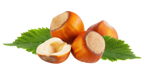 Hazelnuts with leaves cut out 