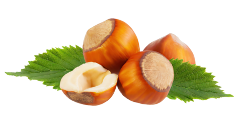 Hazelnuts with leaves cut out 