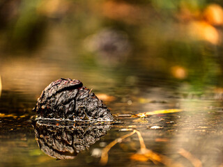 A pine cone dreams, gently resting on the surface of the water. Relaxing by a small pond in the woods.