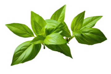 Thai lemon basil or hoary basil tropical herb plant isolated on white or transparent background