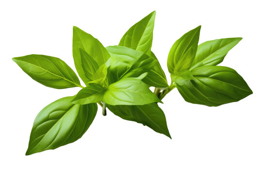 Thai lemon basil or hoary basil tropical herb plant isolated on white or transparent background