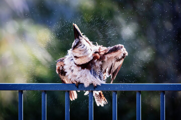Photograph of a Kookaburra shaking water off their feathers while sitting on a fence after taking a swim in a domestic swimming pool in the Blue Mountains in New South Wales in Australia.