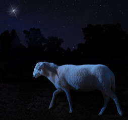 White sheep on a star filled night walking toward the Christmas star