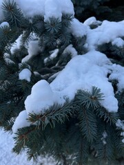 snow covered pine tree