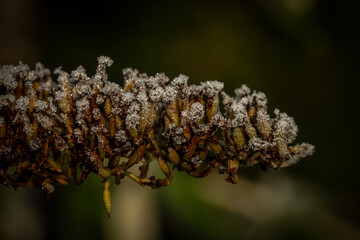 Winter macro
