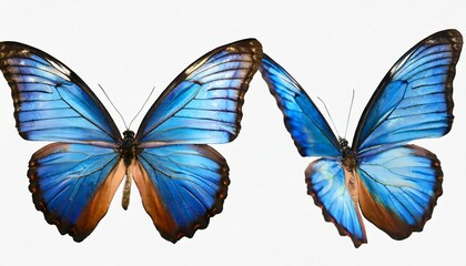 set two beautiful blue tropical butterflies with wings spread and in flight on white background close up macro - Powered by Adobe