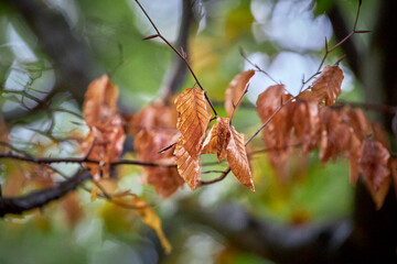 Uroki jesieni- The charms of autumn
