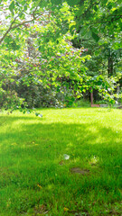 Backyard, mowed green lawn, background, blank for design, Beautiful lawn grass and stone background on lawn, background for design, big stone lying on lawn, sun flare, tinted image, blank for design.