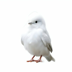 White bird cute on white background. High quality