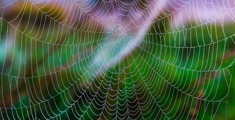 Delicate spider web with water droplets on a wet day.