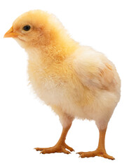 Buff Orpington chicken chick
