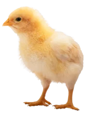 Türaufkleber Buff Orpington chicken chick © Guy Sagi