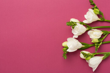White fresia flower on color background, top view