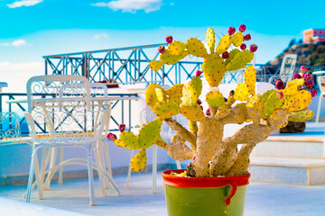 flower pot with cactus succulent against the backdrop of the Santorini sea