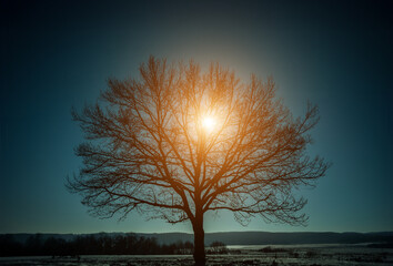  Peaceful early morning sunrise over a tranquil forest landscape.