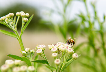 small bee posing on pluchea sagittalis flowers